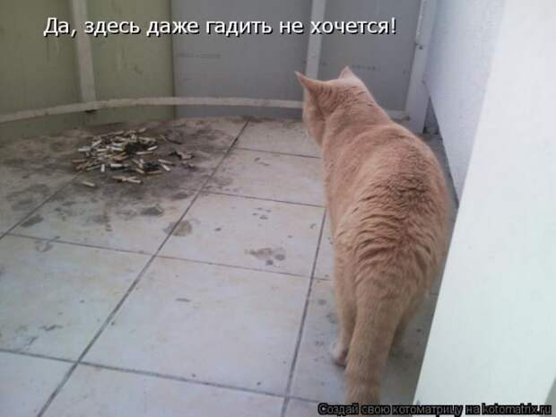 Лучшие котоматрицы недели