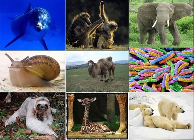 Самые интересные факты о животных