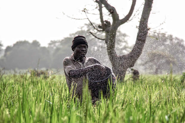 Фермер на рисовом поле в северной Гане