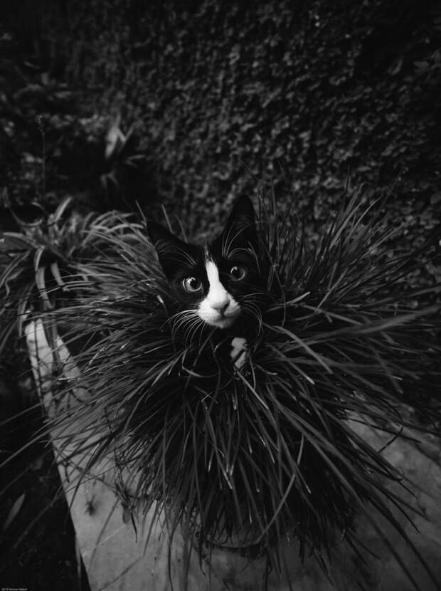 черно белые фотографии кошек (30)