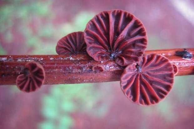 25. Anthracophyllum Archeri грибы, факты, это интересно