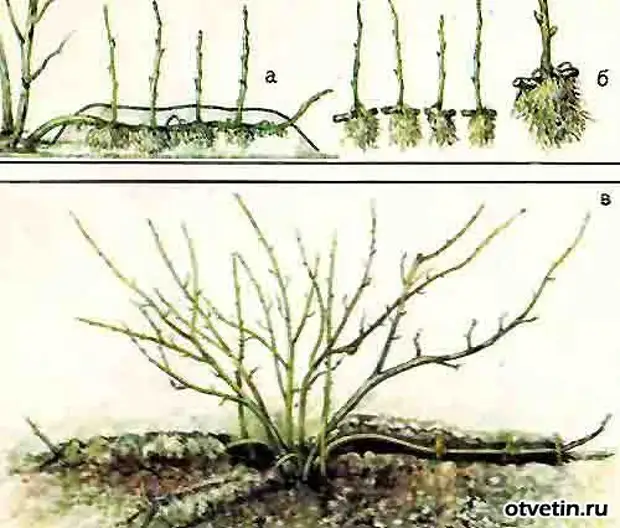 Как размножить смородину от куста летом. Черенками размножается дерен. Отводки крыжовника.