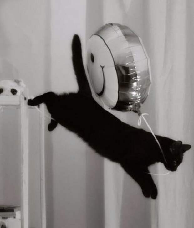 Котэ пойманы с поличным