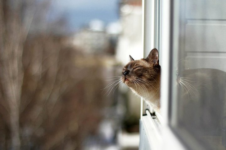 кот весной запахло