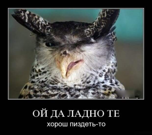 Все самое прикольное в одной подборке демотиваторов.