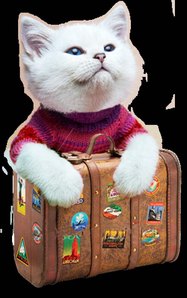 http://www.thecathotel.co.nz/wp-content/themes/CatHotel/img/cat.png