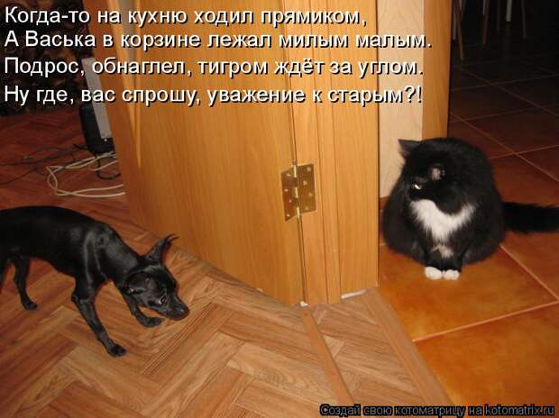 Котоматрица: Когда-то на кухню ходил прямиком, А Васька в корзине лежал милым малым. Подрос, обнаглел, тигром ждёт за углом. Ну где, вас спрошу, уважение к 