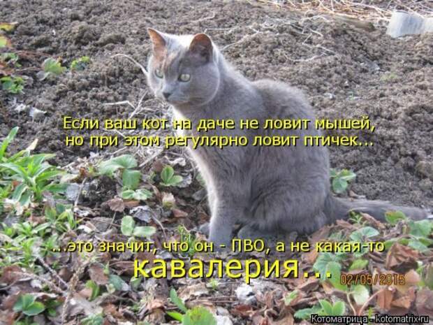 Лучшие котоматрицы недели