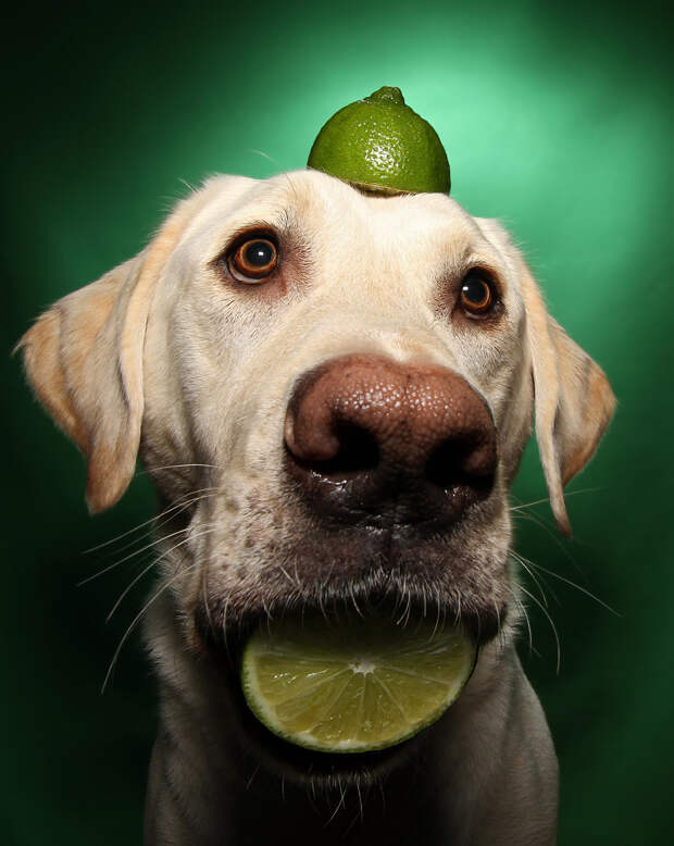 Winston the dog