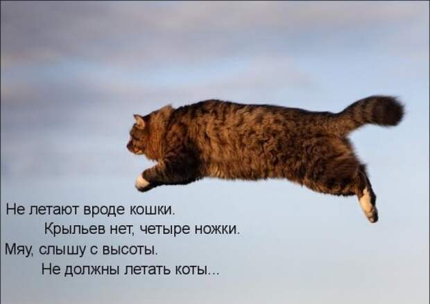 Котоматрица 14
