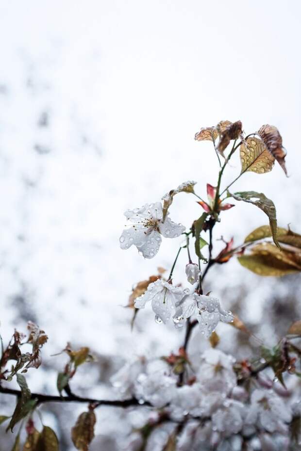 В европейскую часть России возвращаются 'черемуховые' холода