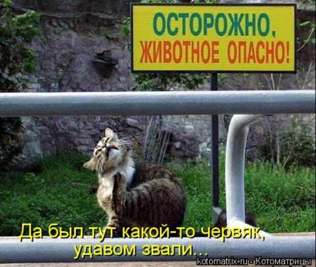 Новая котоматрица для хорошего настроения (32 фото)