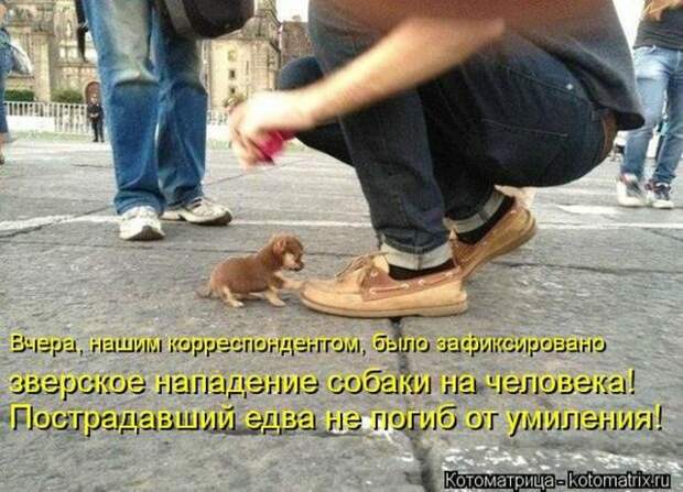 котоматрицы (50 фото)