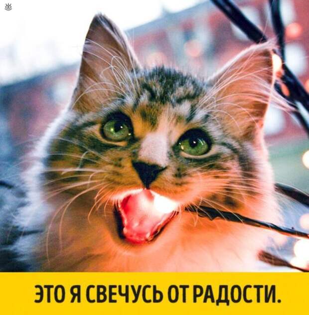 Животные, готовые к Новому году 0
