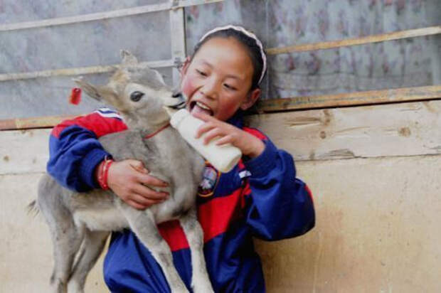 Тибетская девочка и олененок