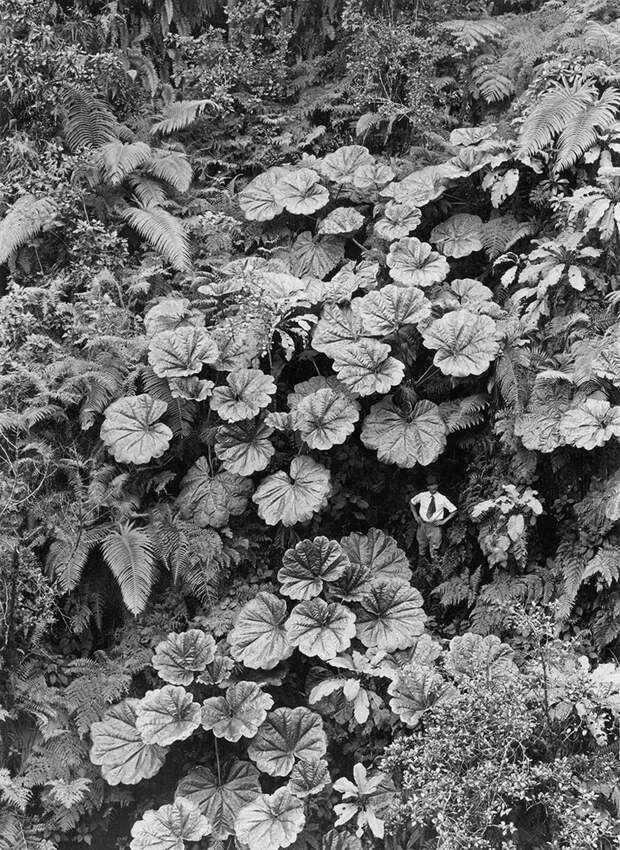 24. Мужчина кажется крохотным в сравнении с листьями гигантских растений на острове Мауи. Гавайи, 1924 national geographic, история, природа, фотография