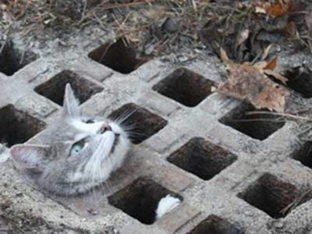 Хозяин, выпусти! коты, фото