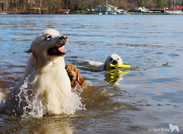 Great Pyrenees
