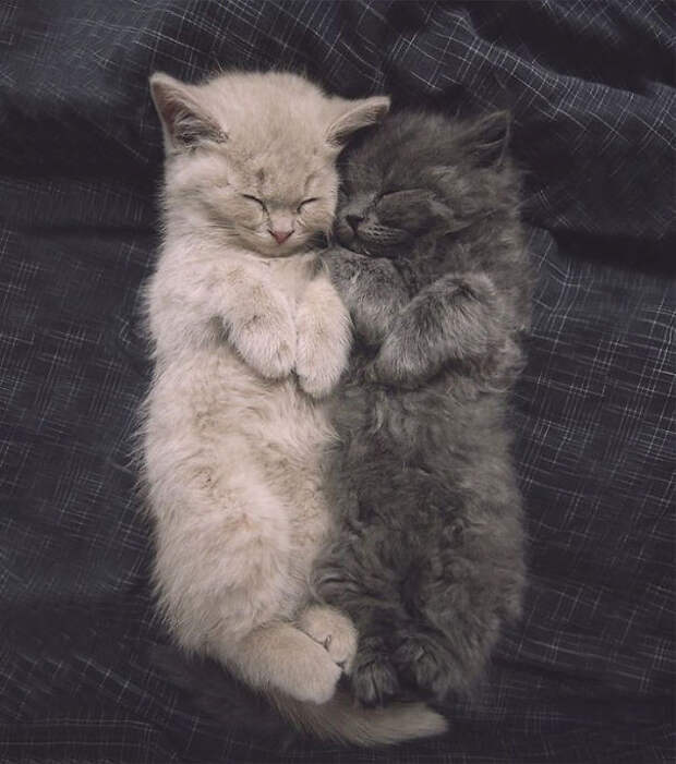 25.  кошка, пушистость, шерсть