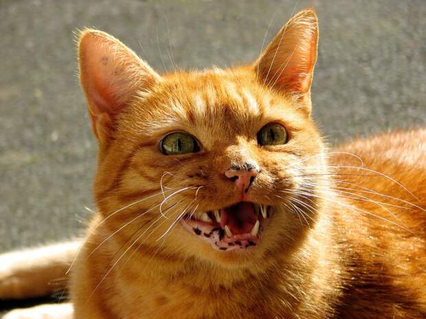 рыжие коты и кошки фото (11)