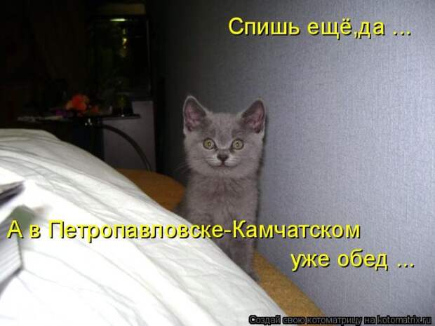 Лучшие котоматрицы недели (50 фото)