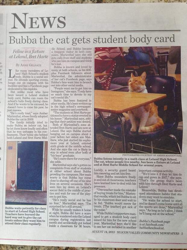 Это единственный в мире кот, который официально признан студентом животные, история, коты, студент
