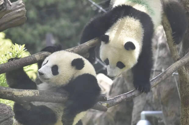 2 последние панды вернутся в КНР из Японии из-за разногласий между странами