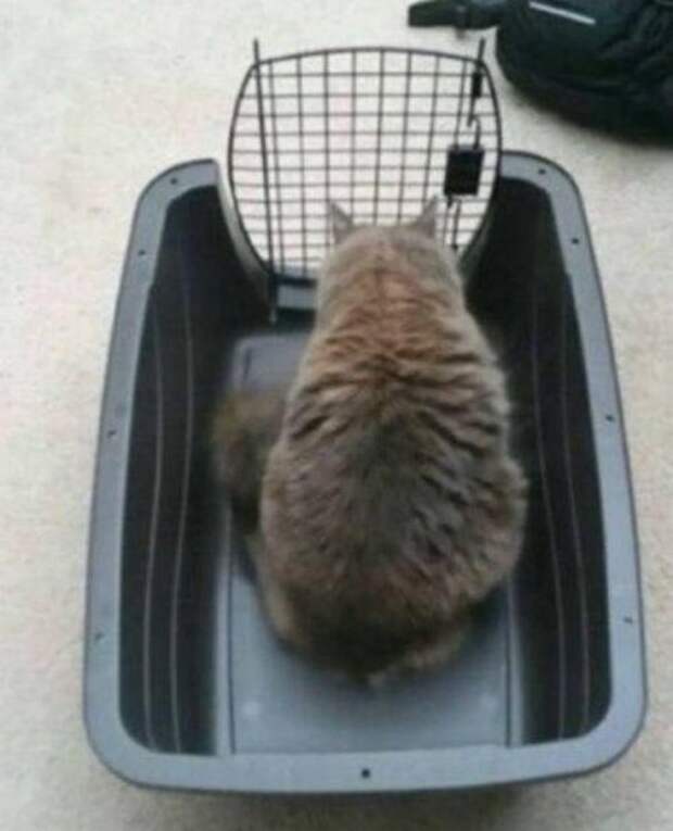 КОТОприколы