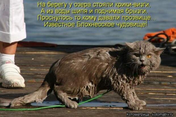 котоматрицы (50 фото)