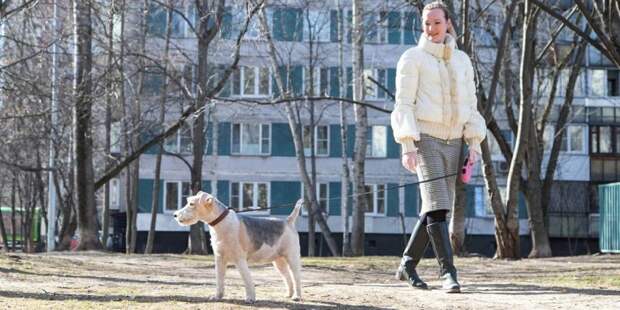 Волонтеры Москвы ежедневно выгуливают 120 собак московских пенсионеров. Фото: mos.ru