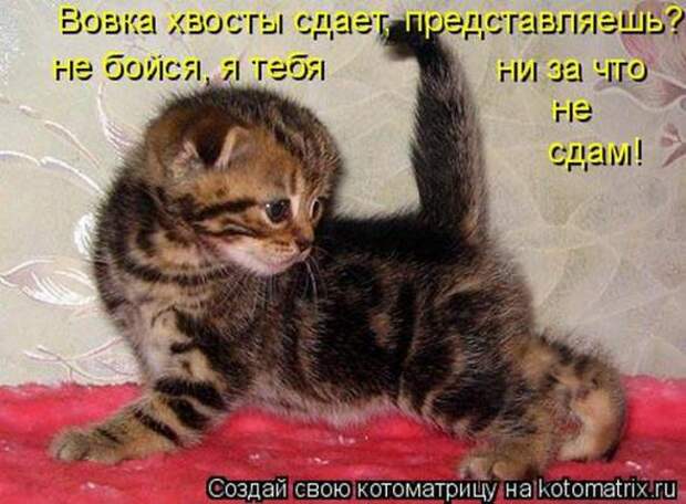 Котоматрицы (картинки с надписями)
