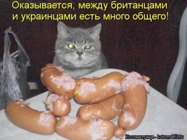 Животные мысли вслух Животные мысли вслух