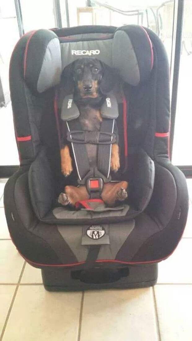 авто, автоприколы, приколы