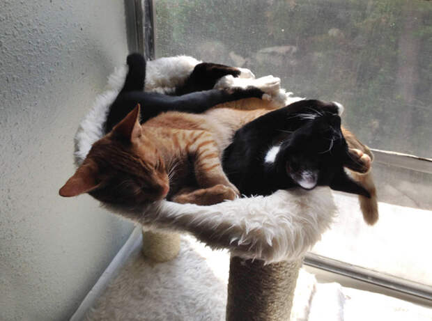 adopted-cats-sleeping-together-hammock-barnaby-stoche-11