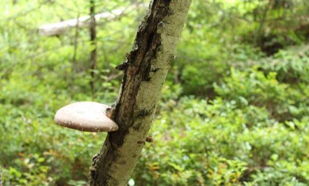 Летние прогулки в поисках грибов грибы, лес, лето