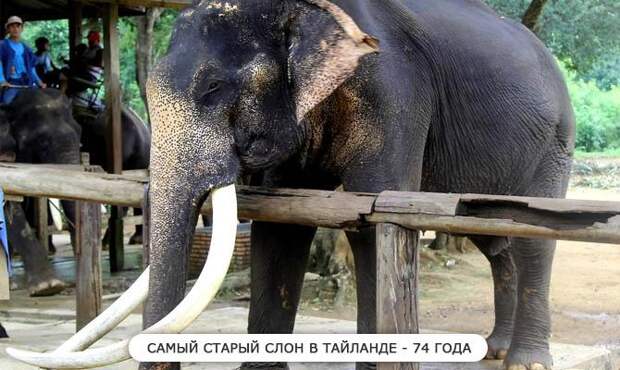 Самый старый слон - Интересные факты о слонах