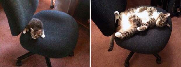 котенок на стуле