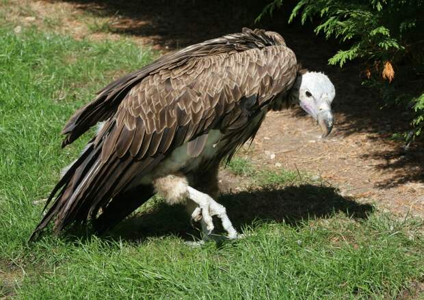 16. Стервятник (Vulture) животные, факты