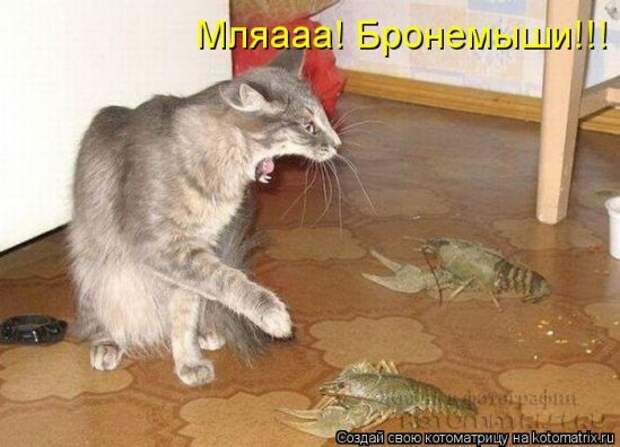 Котоматрицы