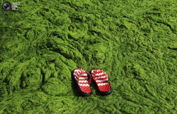 Зеленые водоросли атакуют Китай водоросли, китай, пляж