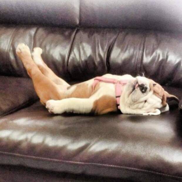 Милота уснула Милота уснула