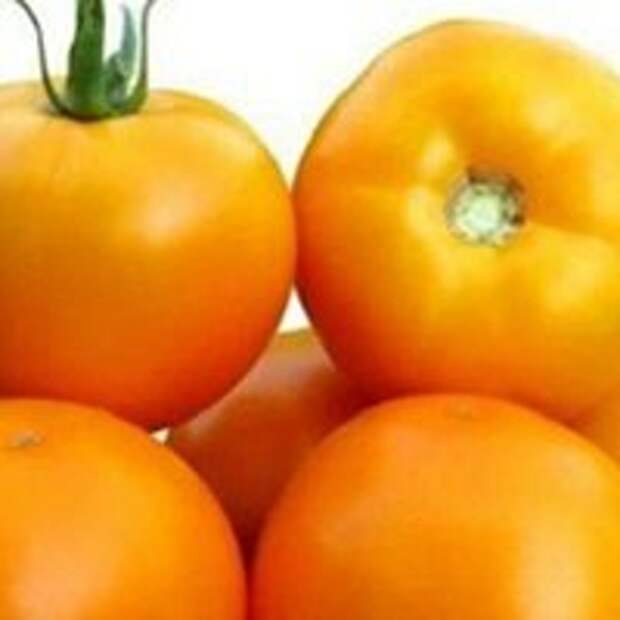 Лучшие сорта и гибриды помидоров для засолки и консервирования: ТОП-36