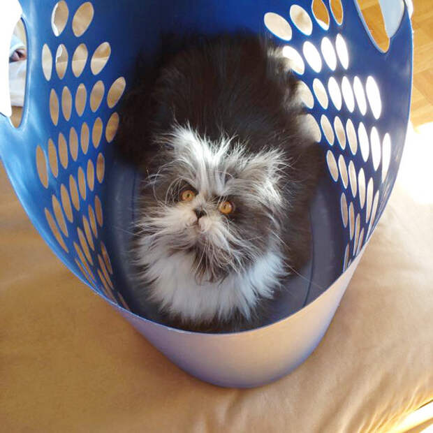 кот со страшным взглядом 