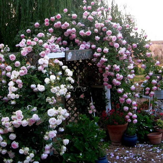 4497432_rosesingardeninspiration15 (500x500, 127Kb)