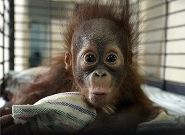 Ваша еда точно вкусная?