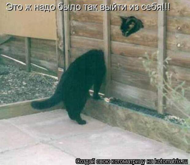 Котоматрицы (картинки с надписями)