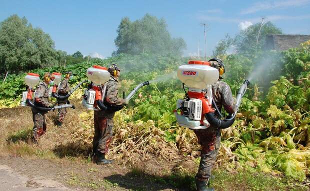 откуда взялся борщевик сосновского