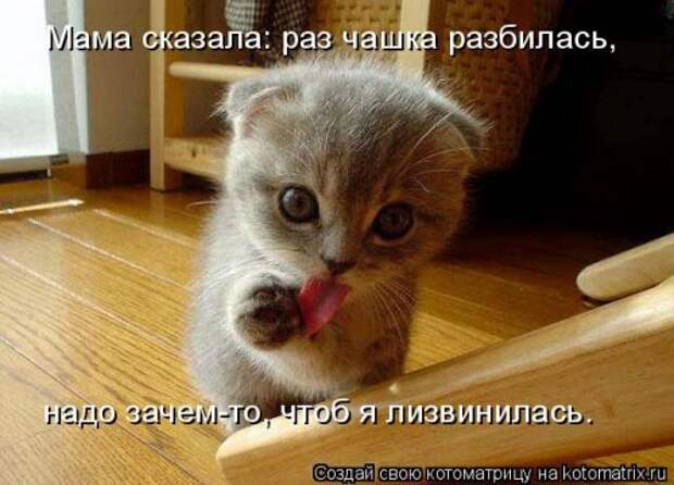 Новая котоматрица (38 фото)