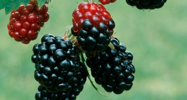 Весенняя подкормка ежевики без химии: что реально работает