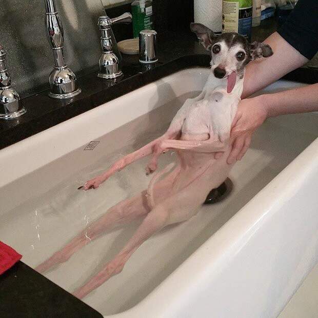Zappa dog, двойник Сида из Ледникового периода, собака Заппа, собака с высунутым языком